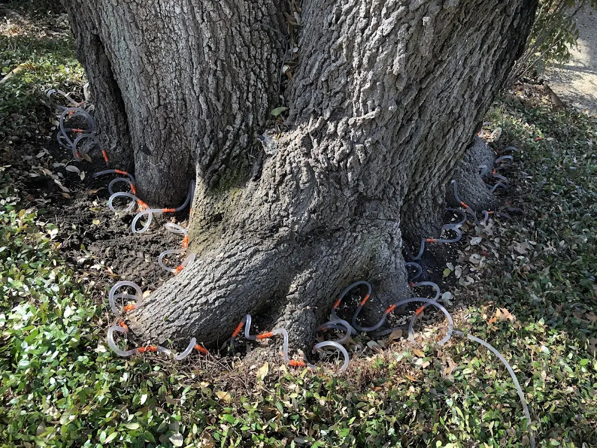 Detailed Tree Cabling and Bracing job site in Pinedale