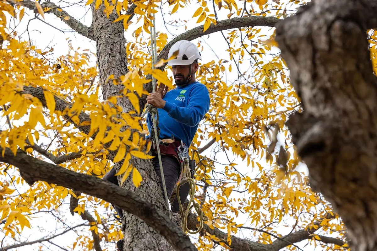 Skilled Tree Planing crew working in Pinedale